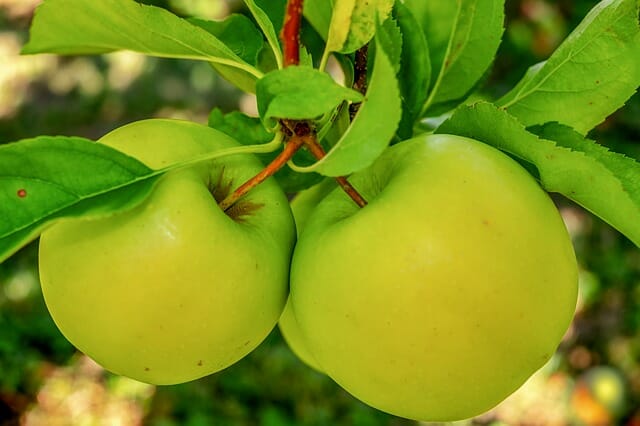mela albero alimentazione workout